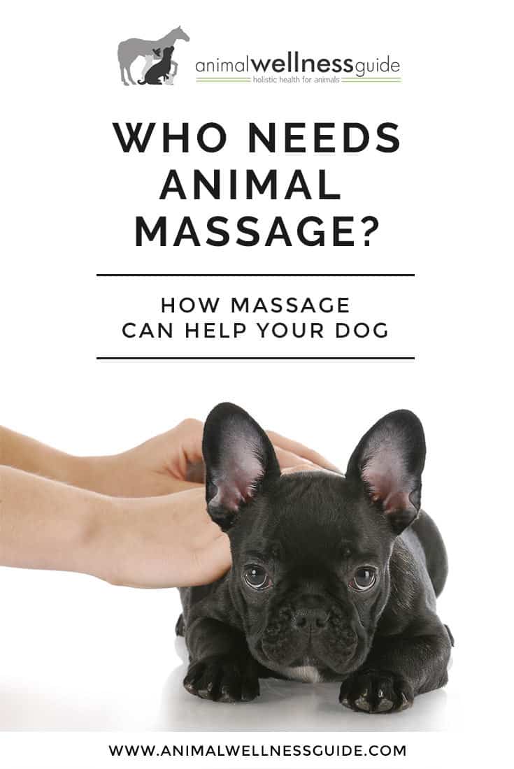 Learn why animal massage therapy is a wonderful therapy for all pets.