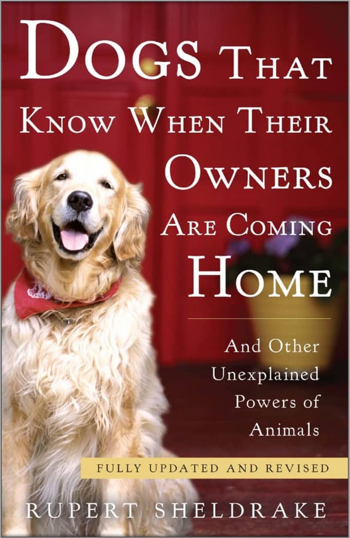 Dogs-that-know-when-their-owners-are-coming-home