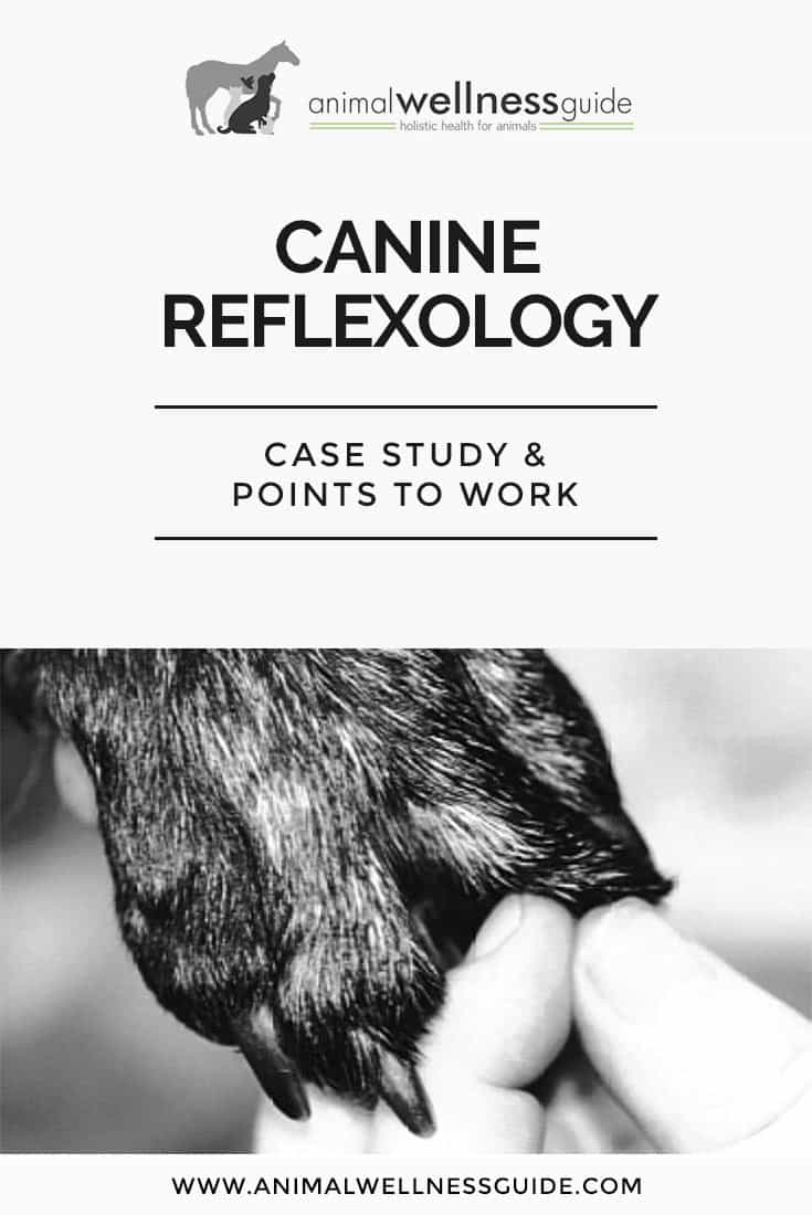 Buddy the Lab Goes Blind - Reflexology to the Rescue. Case study and examples of how to do reflexology with dogs.