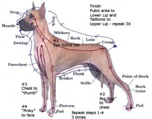 dog diagram