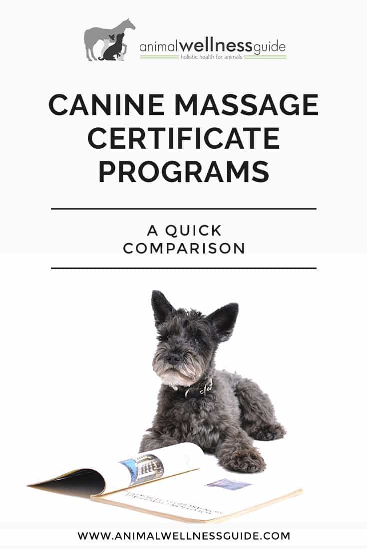 Want to become certified in dog massage therapy? Check out our comparison of the most comprehensive canine massage certification programs in the US.