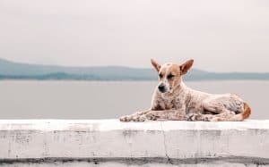 NAET: A natural way to get rid of allergies by Animal Wellness Guide