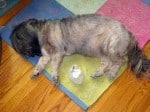 Tashi: Crystal healing with dog