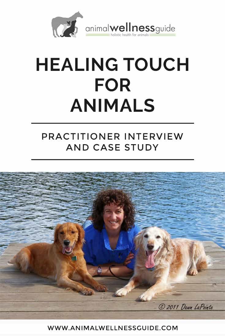 Learn about Healing Touch Therapy for animals and how it helped calm a dog’s thunderstorm anxiety.