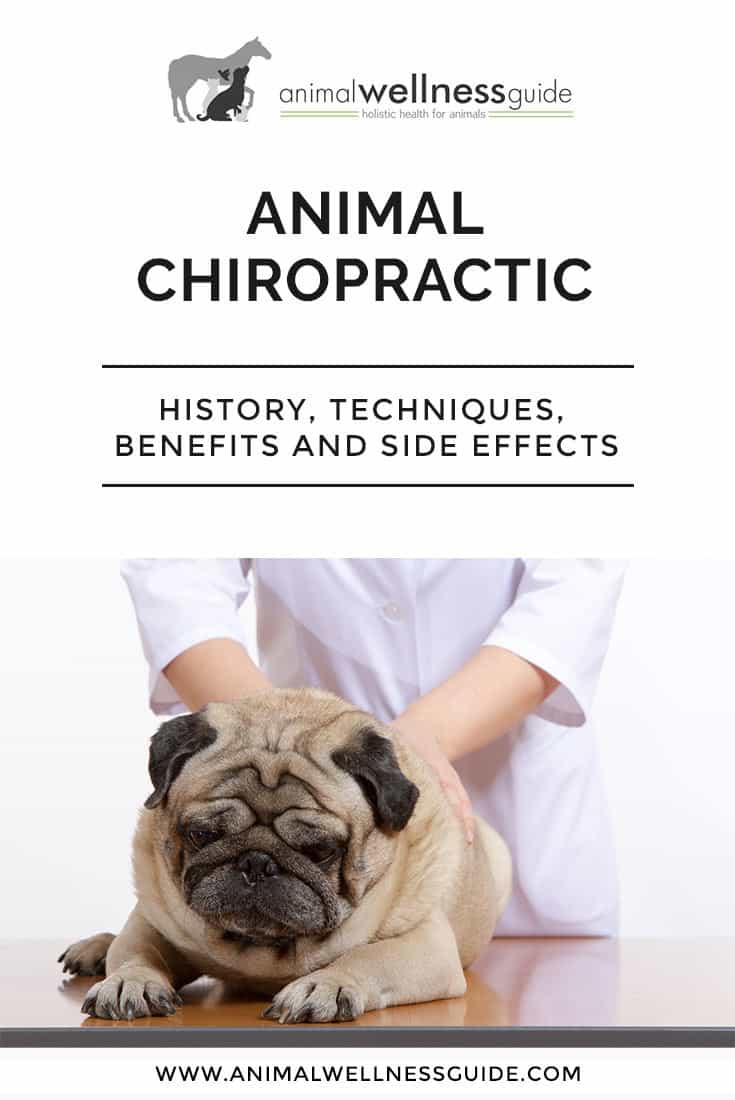 Chiropractic adjustments for animals: History, Adjustment Techniques, Tools, Benefits and Side Effects