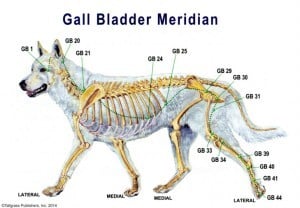 Gall-Bladder-Meridian
