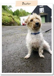 Applied Zoopharmacognosy course in England