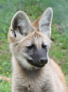Brazilian maned wolf