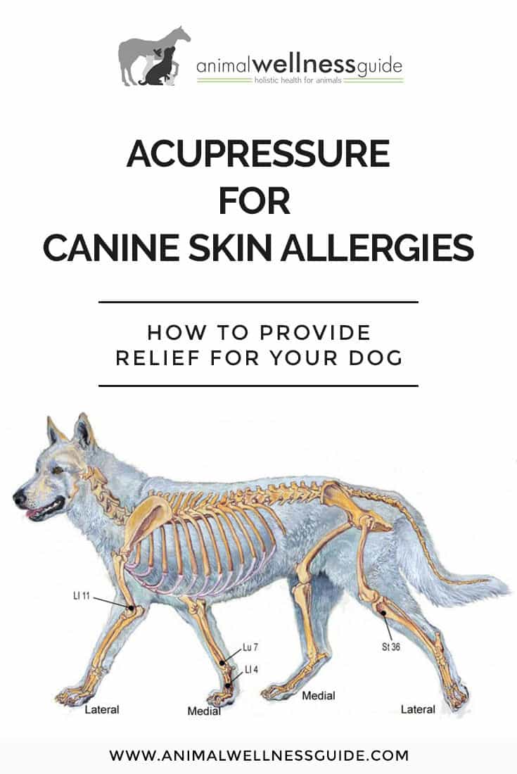 How to treat skin allergies in dogs: acupressure points to support the immune system and help the body heal naturally.