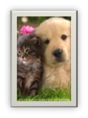 How to use flower essences with animals