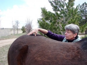Equine acupressure