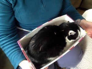 Veterinary acupuncture: Lulu the cat