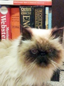 Plato the cat with acupuncture needles