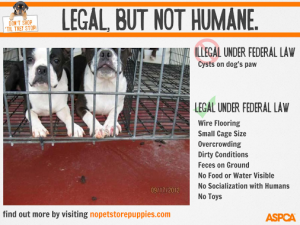 No Pet Store Puppies
