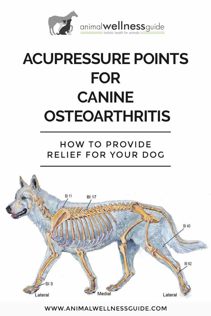 How to provide natural arthritis relief for dogs with the help of acupressure