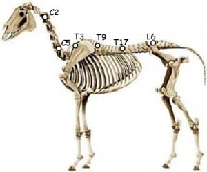 Locations-of-electrodes-for-sEMG-measurements