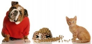 Dog-and-cat-with-food