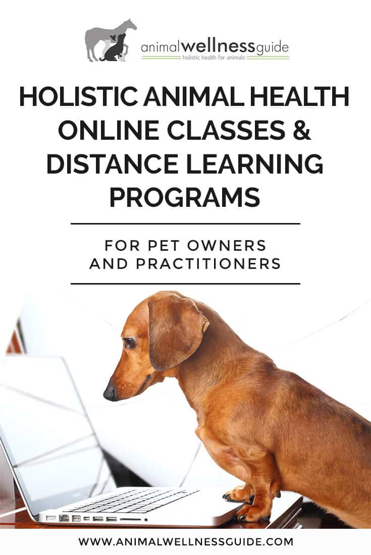 Our list of animal health online courses and distance learning programs. Classes include everything from natural healing to business for practitioners.