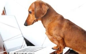 Holistic animal health online classes and distance learning programs by Animal Wellness Guide