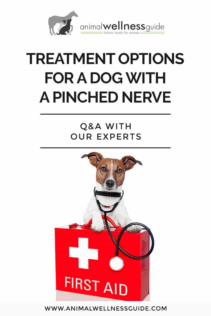 Reader question about pinched nerve treatment options for her dog. Our experts share their advice on what to do to provide relief. 