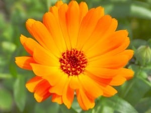 Calendula