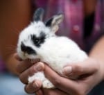 The Basic Bunny Massage Strokes