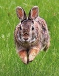Massage And Acupressure Treatment For Rabbit Digestion