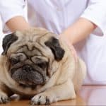 Animal Chiropractic | Animal Wellness Guide