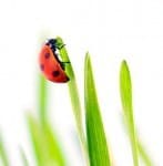 Listening to the Animals – Remembering How to Trust our Hearts and Intuition