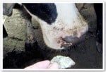 Crystal Healing For Cows