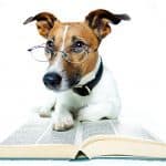 Blogging for beginners: Blog pages by Animal Wellness Guide