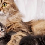 Cat mom with kitten