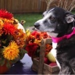 Fear in animals: Dogs