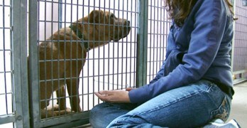 5 Things You Need to Know About Animal Reiki Today