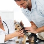 How Offering Acupressure And Other Alternative Modalities Can Benefit Your Animal Clinic As Well As Your Patients Read more: http://animal.animalwellnessguide.com/offering-acupressure-alternative-modalities-can-benefit-animal-clinic-well-patients/#ixzz3bkJJXeek