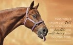 Chinese Medicine and the Equine Tongue