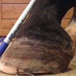 Keeping Horse Hooves Healthy