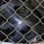 Dog in shelter